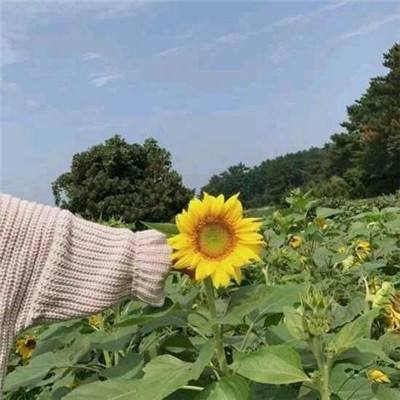 屠龙盛域游戏